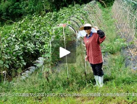 【1/2】世間知らずのド田舎の農家のばばあ 桐村夏子